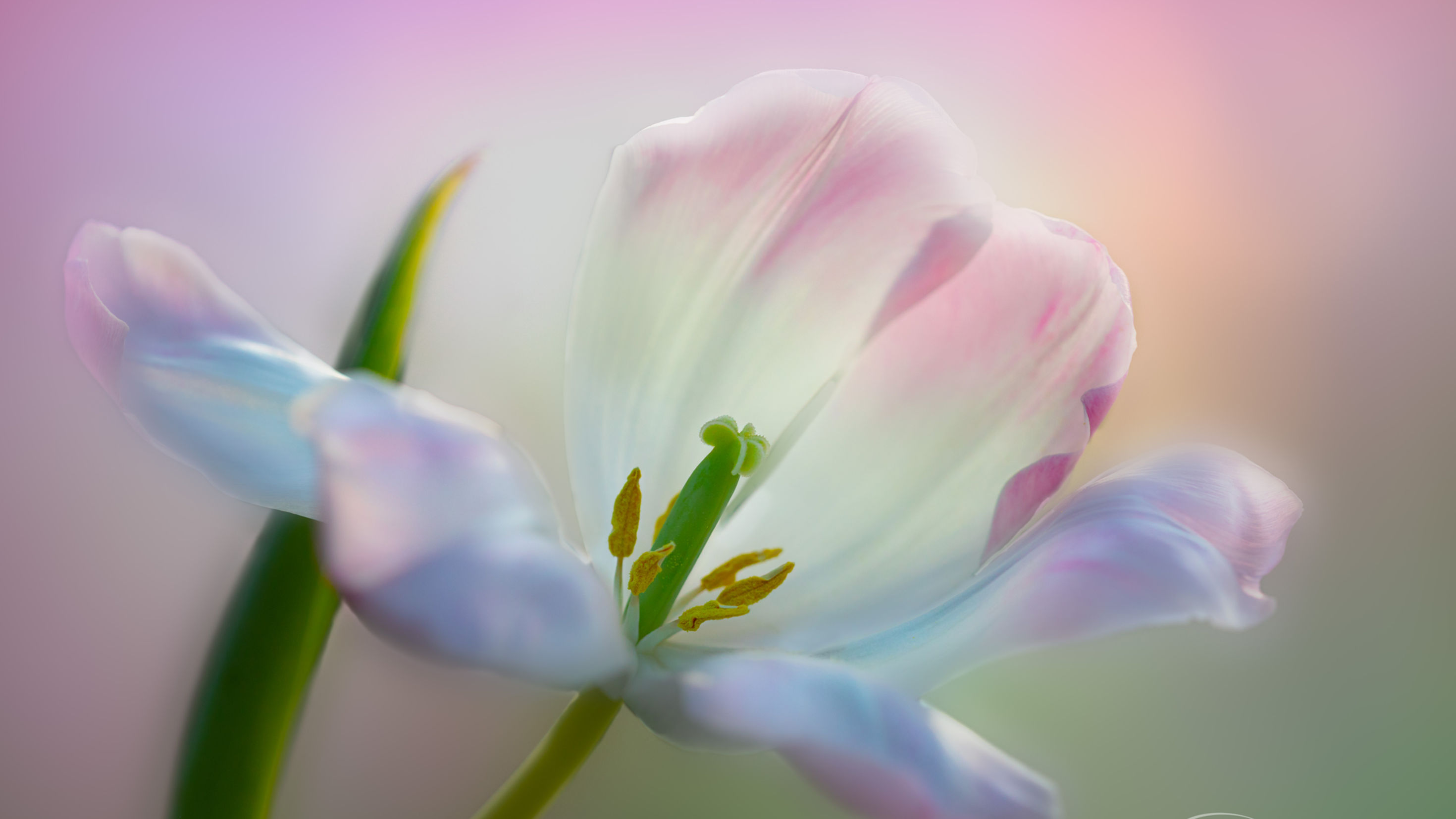 Floral Photography Tutorials Coming Soon